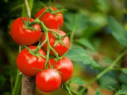 Are Tomatoes Bad For gout